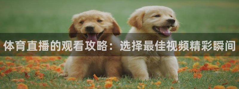 乐球直播体育在线观看：体育直播的观看攻略：选择最佳视频精彩瞬间