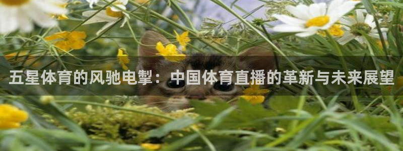 乐球直播全球赛事：五星体育的风驰电掣：中国体育直播的革新与未来展望